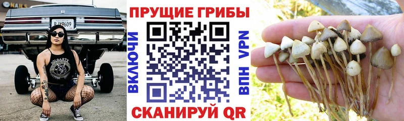 Псилоцибиновые грибы мухоморы  где можно купить   Конаково 